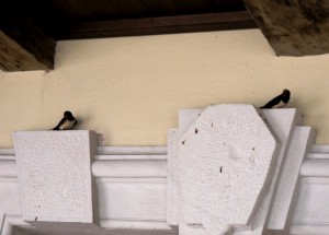 Zwei zwitschernde Schwalben